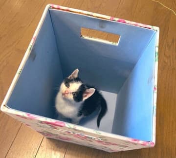 ゴミ箱の中で“ちんまり”と座る生後3週齢の保護子猫→3年半後の“みっちり”した姿に「立派に育ってくれて感慨深い」
