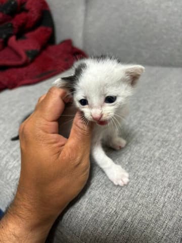 倉庫の片隅で鳴き続けていた生後1カ月の子猫を保護→およそ7カ月で体重が約25倍になり、ツンデレな“大猫”に成長！