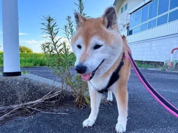 14歳6カ月の柴犬マロたん、自由に過ごす夏の一日　飼い主との攻防戦とは？