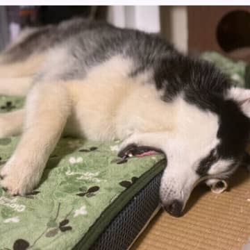 愛犬は真夏も快適に眠れている？ 犬に適した「夏の寝床環境」と寝具のお手入れ方法とは