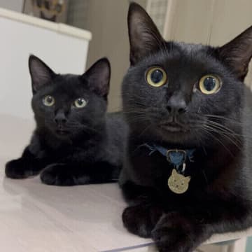 愛猫の健康寿命を延ばすために！　動物病院とうまく付き合う3つのコツ｜獣医師解説