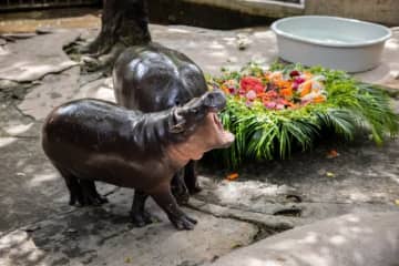 タイの動物園で“ある意味”ショッキングな映像が撮影される→カバが脱走する様子に注目