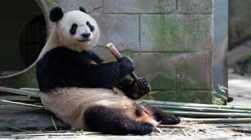 パンダのシンシン、タケノコおいしいよ　中国四川省
