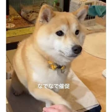ナデナデ中の同居犬の背後に、もう1頭の柴犬が！　おりこうに「順番待ち」ができる犬の特徴を獣医師に聞いてみた
