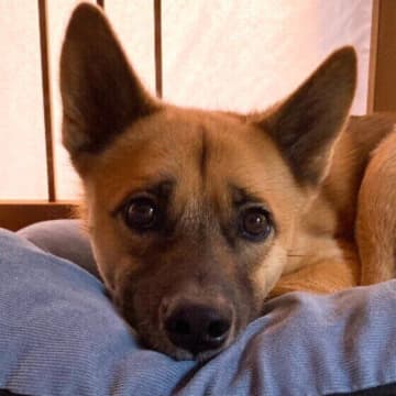愛犬の心を健やかに保つために！接し方のポイント5選