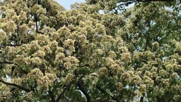 開花は数年に1度、咲き誇る「香果樹」　中国貴州省石阡県