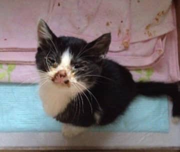 猫風邪を患い衰弱していた野良の子猫とご縁があって家族に→10年が経過した現在、「筋肉質で立派なボディが魅力のコ」に成長！