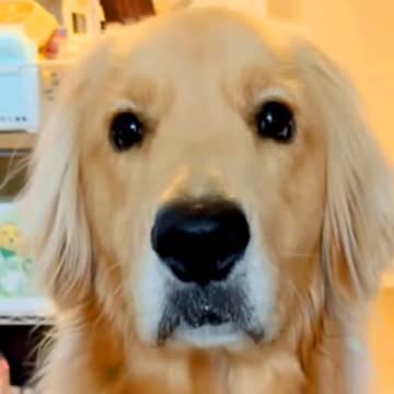 口周りが濡れている大型犬→『ちょんちょんして』とお願いしたら…衝撃の『会話が成り立っている光景』が285万再生「首かしげるの最高」と反響