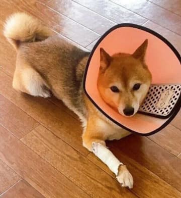 お迎え時に骨折していた元保護犬が先住猫と追いかけっこをするまでに！今では家族の「お笑い担当」