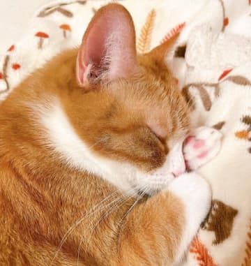 飼い主の足の間でスヤスヤ昼寝をする元野良猫　「守りたい」と思わせる寝顔に、幸せと切なさで胸がいっぱいに