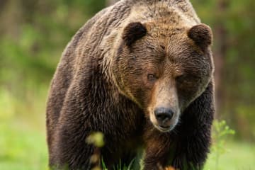 クマ駆除に対し「殺すのはかわいそう」「山に帰せ」北海道知事が理解を呼びかけるも『クマ擁護の声』 ネットでコメント殺到「道民だけど、実際に野生の熊に遭遇してから同じように抗議できるのか、北海道に来てみてほしい。」「クレームするやつの家の側にクマが来ますように」