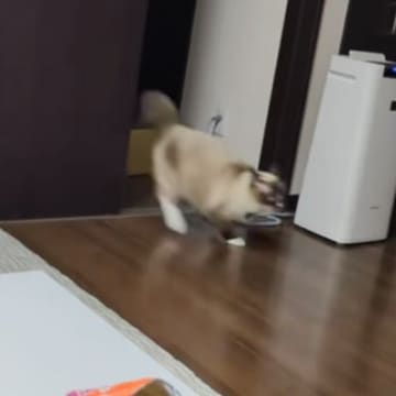 出しすぎちゃった猫 すごいスピードで駆け抜けていった猫→次の瞬間、もう1匹の猫が