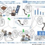 ウナギ資源の保全　市民の意識や関心を新聞報道から分析　長崎大学