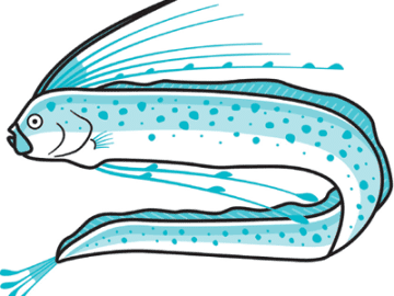 出現は地震の前触れ？「幻の魚」リュウグウノツカイにまつわる真実と迷信【眠れなくなるほど面白い 図解 魚の話】