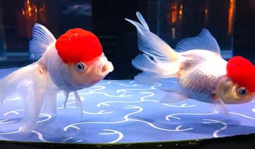 東京スカイツリータウン すみだ水族館 企画展「東京金魚」7/24～9/30 がめっちゃ楽しい♪かわいい♪館内は涼しいしおいしく学べて自由研究もここで解決