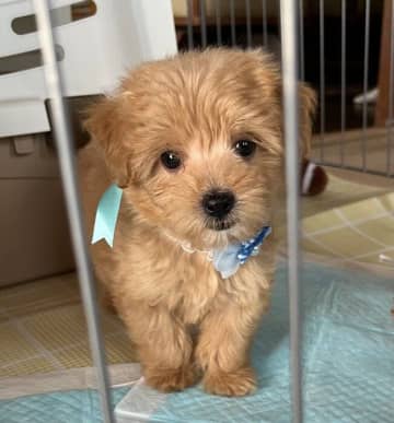 片手で収まる大きさだった生後2カ月子犬→1年後ぐんと大きく成長！家族に“ぱっと光を差し込む存在”に