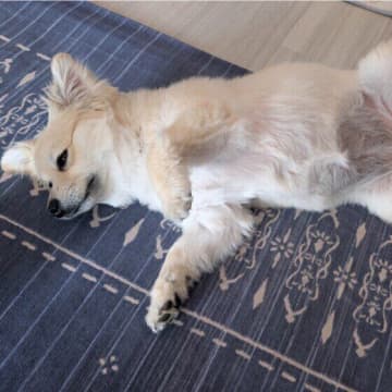 犬のための夏の冷房設定温度は？暑さ対策と注意点を獣医師が解説