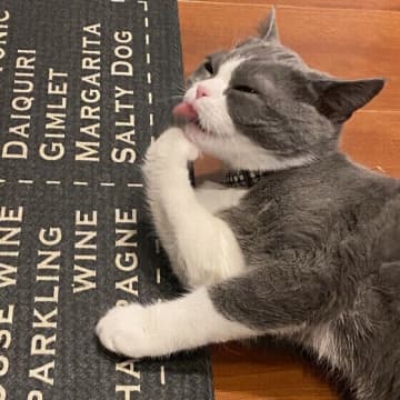 健康長寿を目指して！　愛猫の「腸の健康」のために飼い主さんができることは？　獣医師に聞いた！