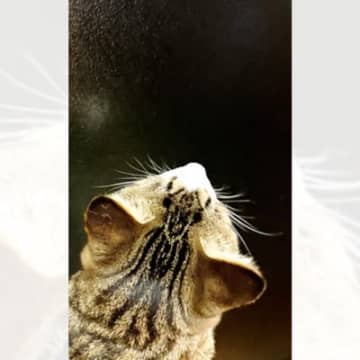 窓の上のほうを真剣に見つめる猫→『左下』を見てみると……まさかの光景に2万いいね「灯台もと暗し」「見失ってるのめっちゃ良いｗ」と話題に