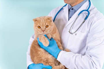 ＜PR＞早めにはじめる「定期健診」が未来を守る！？　いま知っておきたい愛犬・愛猫の健康管理術