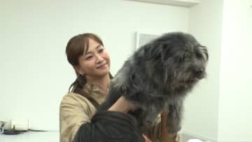 藤本美貴がトリミングに初参戦！徳之島からレスキューされた“兄弟犬”を大変身…相葉も「優しいお母さんなんだろうな〜」
