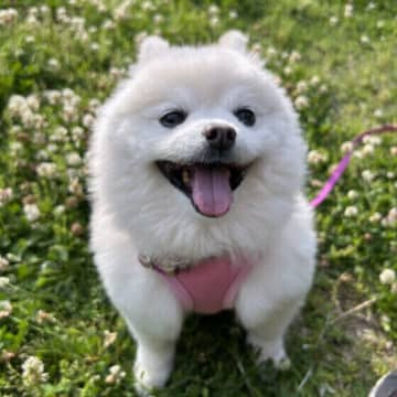 犬の「カエル中毒」の症状は？ 犬がカエルをなめた・噛んだ・食べたときの対処法