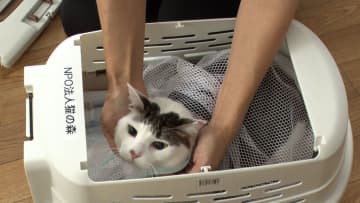 青木マッチョの保護猫預かり生活新シリーズが始動！人が怖い推定4歳の“ムサシ”に前回のボランティアで培ったテクニックを披露