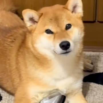 犬から少し目を離したら、母のマッサージ器で…まさかの『完璧に使いこなす光景』が106万再生の反響「うますぎｗ」「美意識高め」と爆笑