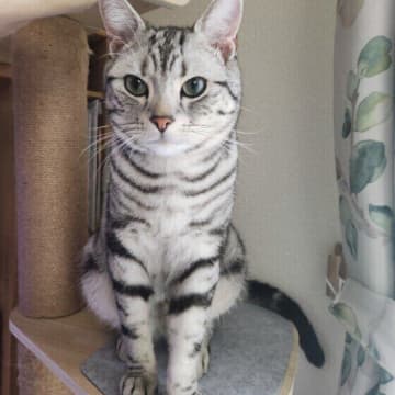 猫の「転位行動」って？よく見られる行動や対策を専門家が解説します