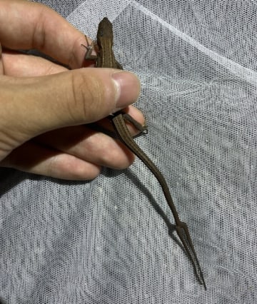 これは見たことない…珍現象"二又尾のカナヘビ"にロマン炸裂！！「レアすぎて進化したのかと」「ドラゴンっぽい」の声