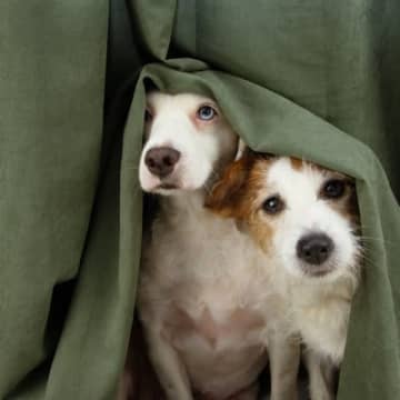 犬が『強風や雷雨』を怖がるときにすべきこと4つ　安心させる方法や急な天候不良への対策術まで