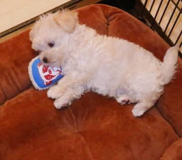 「ベッドを持て余すほど小さかった」生後2カ月子犬→約8年後、同じベッドが埋まるくらい大きく成長！「家族思いの頼れる存在」に