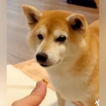 おやつで『マテ』する犬→『ヨシ』を待っているのかと思いきや…『まさかのワード』で食べる光景に反響「どういうシステムｗ」「ずっと見てたい」