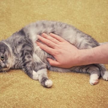 猫の『おヘソ』見たことありますか？簡単な見つけ方や特徴、異常があるときのサインも