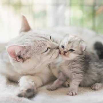 猫は『血のつながり』を理解している？猫が親や兄弟に感じている5つのこと