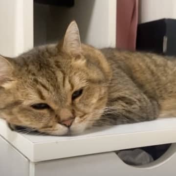 猫がいるところからプープーと音→近づいてみたら…衝撃の『鼻息』に吹き出す人が続出「電車で見たらダメだったｗ」「想像以上に楽器ｗ」