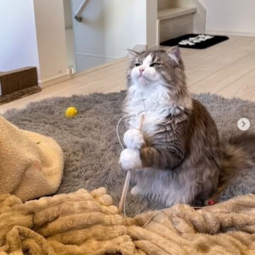 まるでファンタジーの世界！ 猫じゃらしで遊ぶ1才の猫の姿が「何かを煮込んでいるみたい」