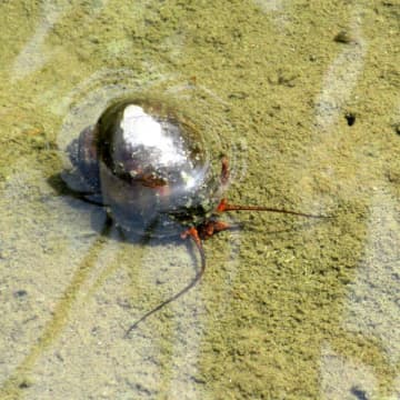 参政党のSNS炎上で注目「ジャンボタニシ」の被害拡大中…温暖化で生息域拡大、防除ノウハウない生産者に大打撃
