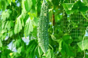 「ゴーヤ」のブツブツはなに？選び方や保存方法をチェック！