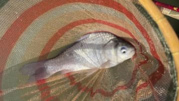 〈初心者の釣り〉“ヘラブナ”の生態／釣りシーズン／釣り方／仕掛け【一寸の駆け引きに心酔する、淡水釣りの王様】