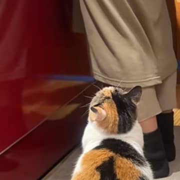 大好きなママに構ってほしくて『必死にアピールする三毛猫』…あまりに