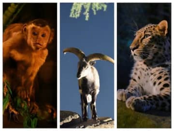 夏休みに夜の動物たちを観察しよう！ 横浜の3つの動物園で8月に夜間特別イベント実施