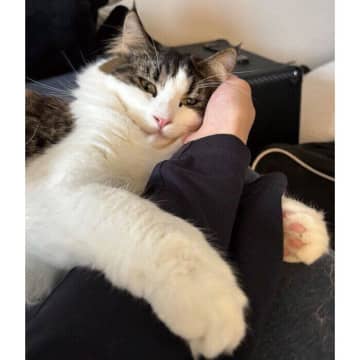 飼い主が昼寝をしていたら→愛猫が腕にギュッとハグ！　「初めて」の可愛いしぐさに悶絶
