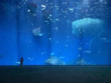 大水槽を独り占めする〝ぽつんと1歳児〟に13万人感動　「すげえ～いい写真」「このせなか、とうとい」