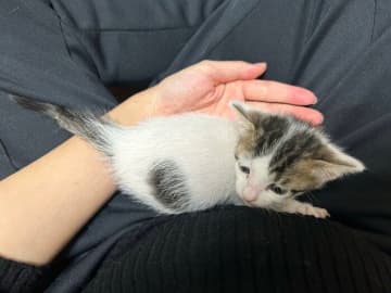 飼い主の膝の上で甘える生後1カ月の保護子猫→1年半後の“変わらない甘えっぷり”が「可愛い」と反響！