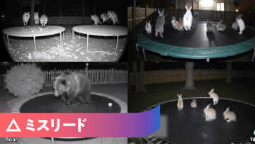 トランポリンで遊ぶ動物のAI生成動画が多数拡散