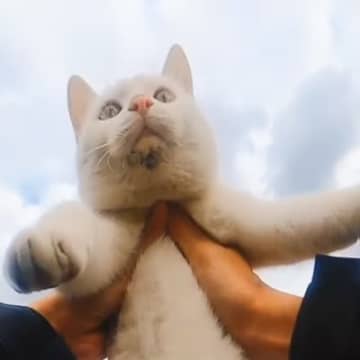 1年ほど前から家に来るようになった白い野良猫→少しずつ仲良くなった結果…心温まる瞬間が220万再生「幸せをありがとう」「良かったね」