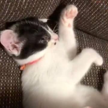 「オドオドしすぎて譲渡会に参加できなかった」という保護子猫→7年後には“太ましく立派”に成長した姿にほっこり！