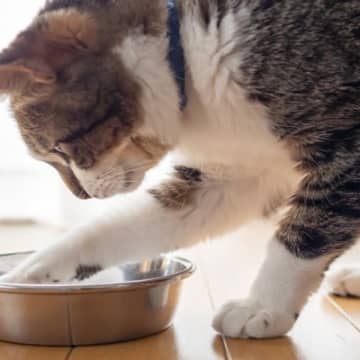 猫が『お皿からご飯を出す』理由6選　手で器用にポイッ…遊んでる？マズいの？