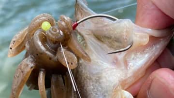 全国で爆釣中!? ビッグバスが狙える話題の「フリーキング」、使い方とポイントをデカバスハンターが解説。